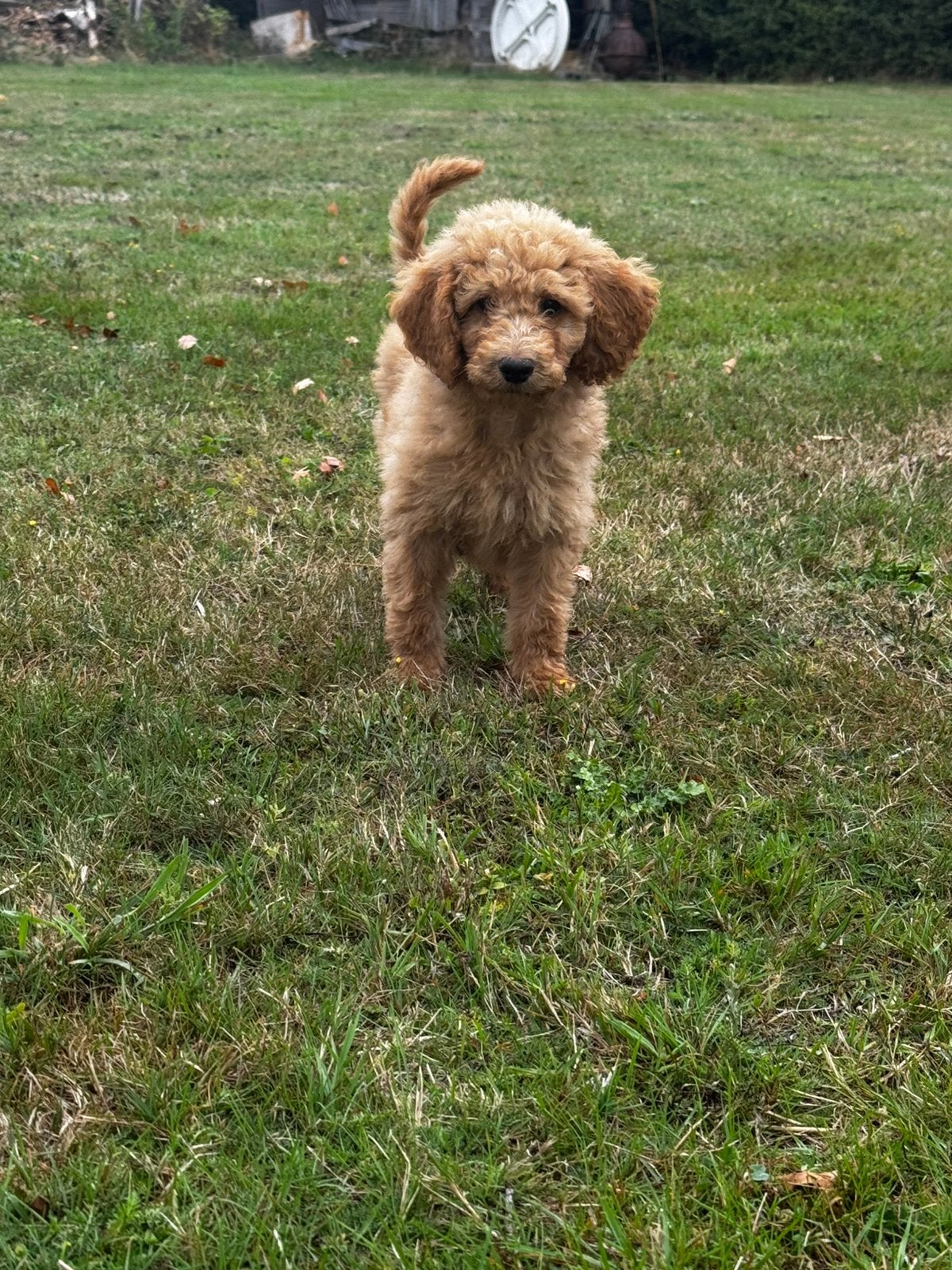 Labradoodle pups, Dieren en Toebehoren, Honden | Retrievers, Spaniëls en Waterhonden, Parvo, België, Particulier, Overige rassen