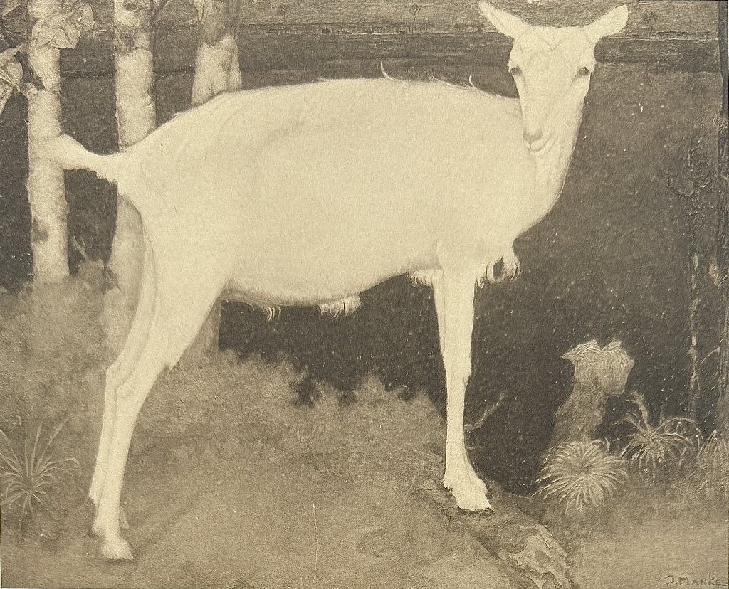 42. Heliogravure, Jan Mankes -"jonge witte geit", Antiek en Kunst, Ophalen of Verzenden