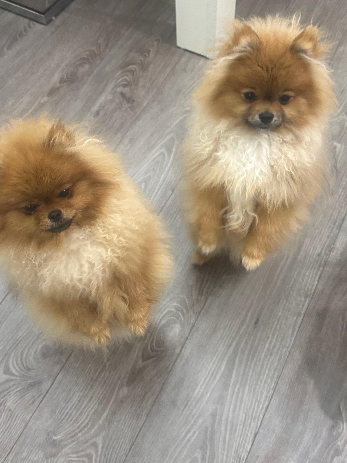 Pomeriaan, Dieren en Toebehoren, Honden | Chihuahua's en Gezelschapshonden, Parvo, Nederland, 8 tot 15 weken, Eén hond