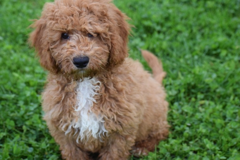 Maltipoo pups mooie keuze, België, 15 weken tot 1 jaar, Meerdere, Meerdere dieren