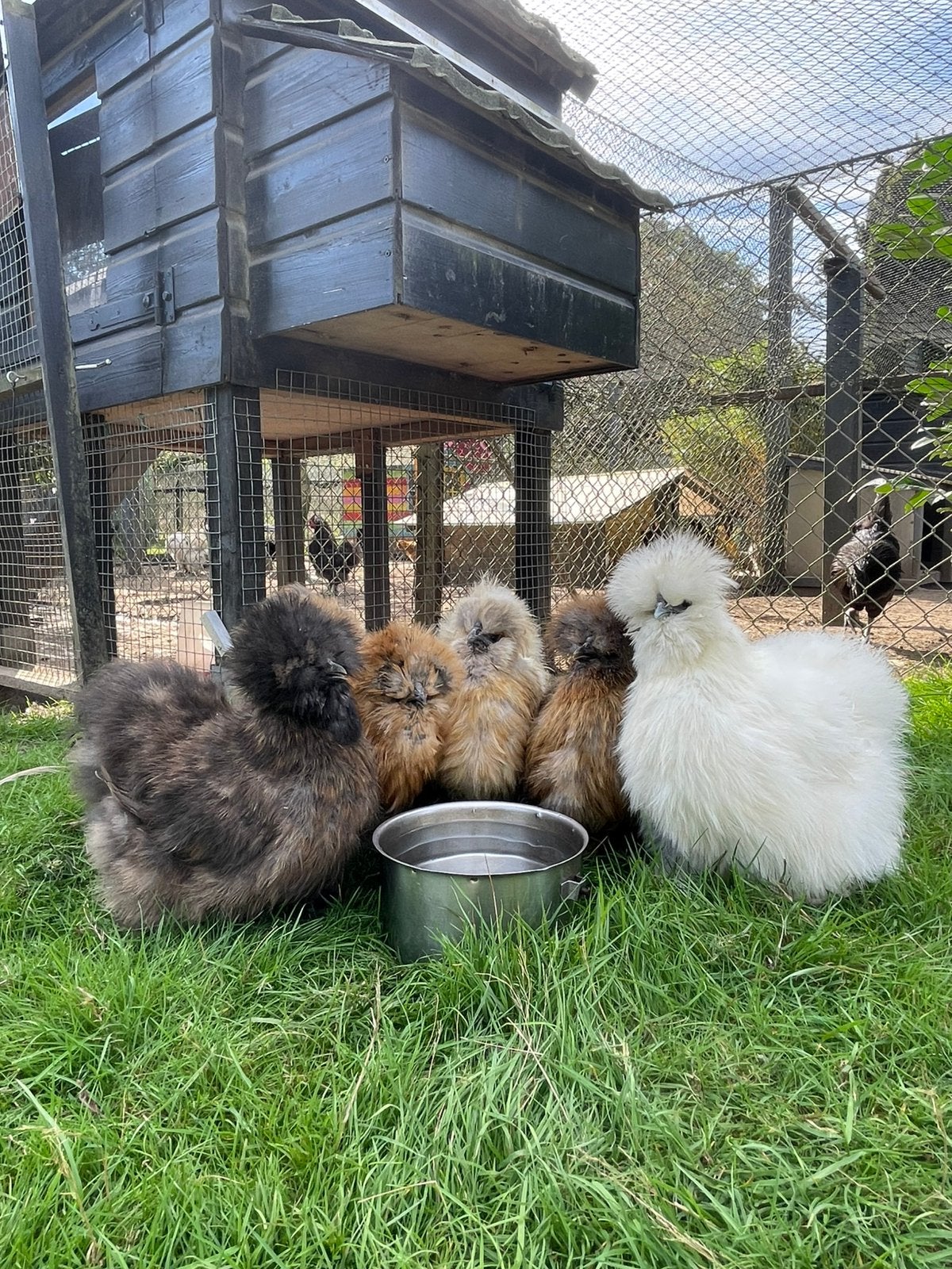 Broedeieren USA zijdehoen, Meerdere dieren, Kip
