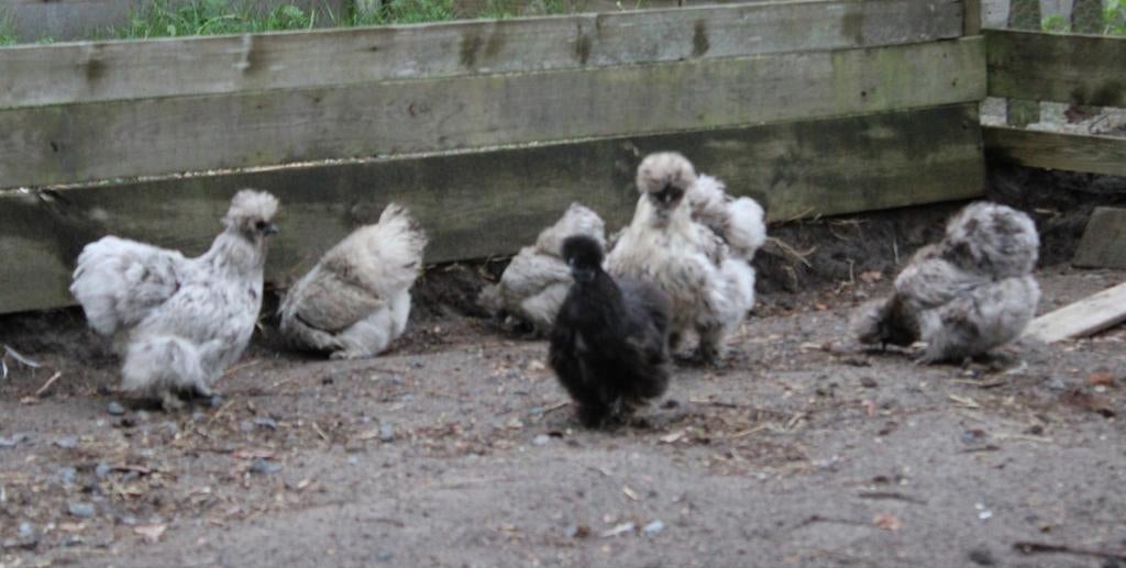Zijdehoen hennen, Dieren en Toebehoren, Pluimvee, Vrouwelijk, Kip