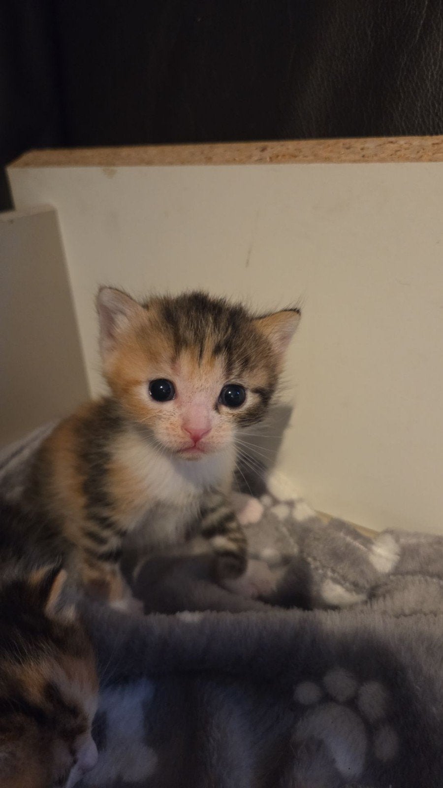 kitten zoekt goed huisje dame lapjes kat, Poes