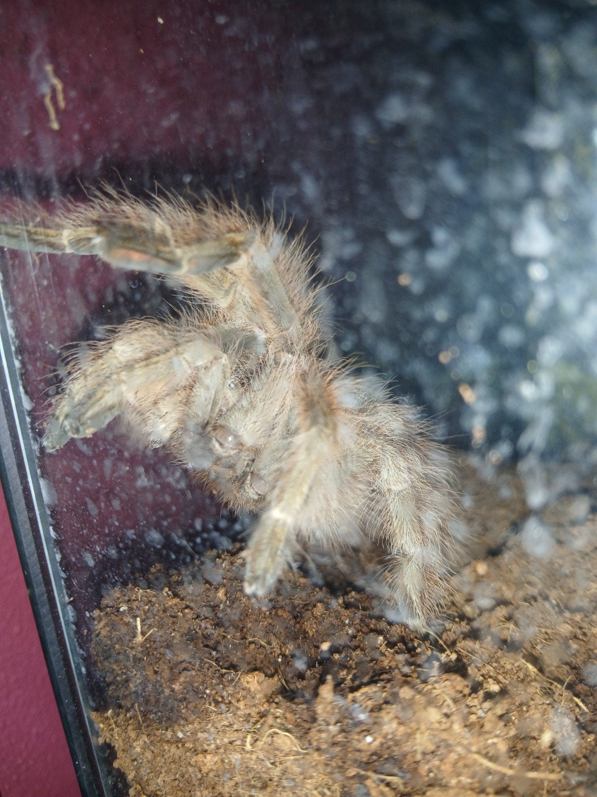 nhandu tripepii juvenile, Spin of Schorpioen