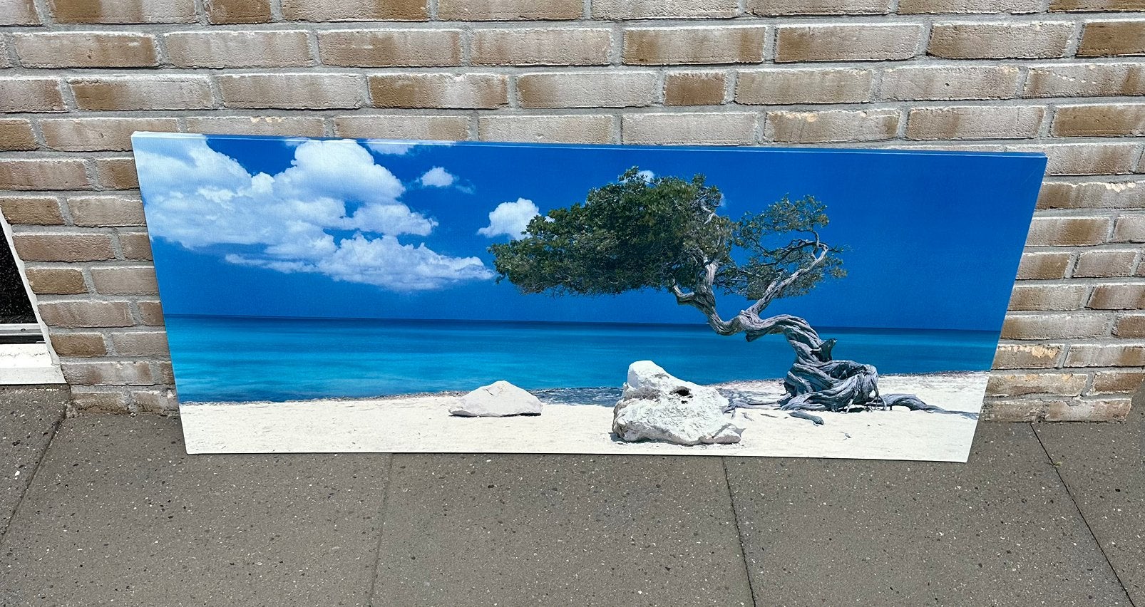 Divi divi tree, Aruba, Ophalen, Gebruikt