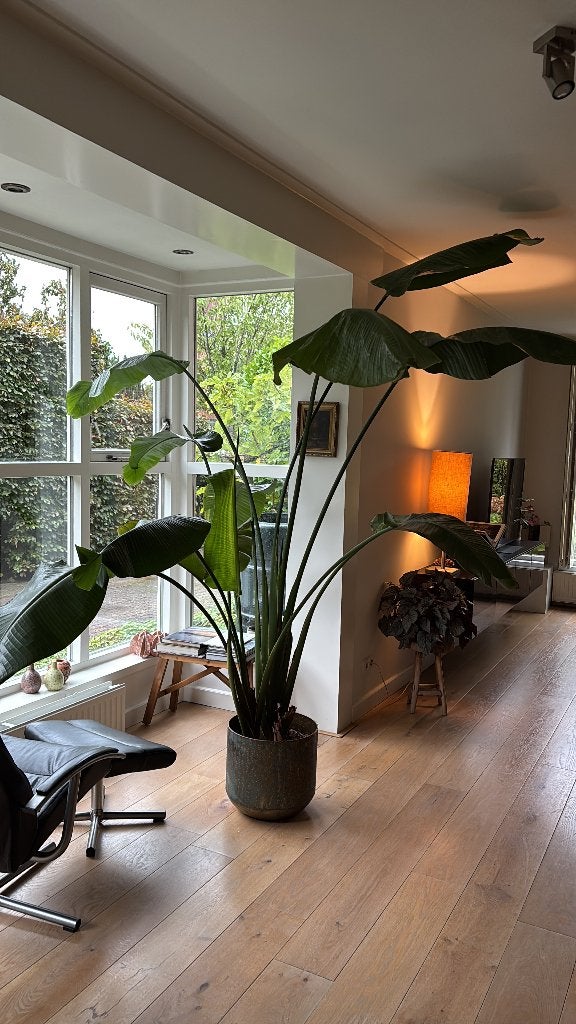 Strelizia plant, Huis en Inrichting, Ophalen, 200 cm of meer, Overige soorten, Halfschaduw
