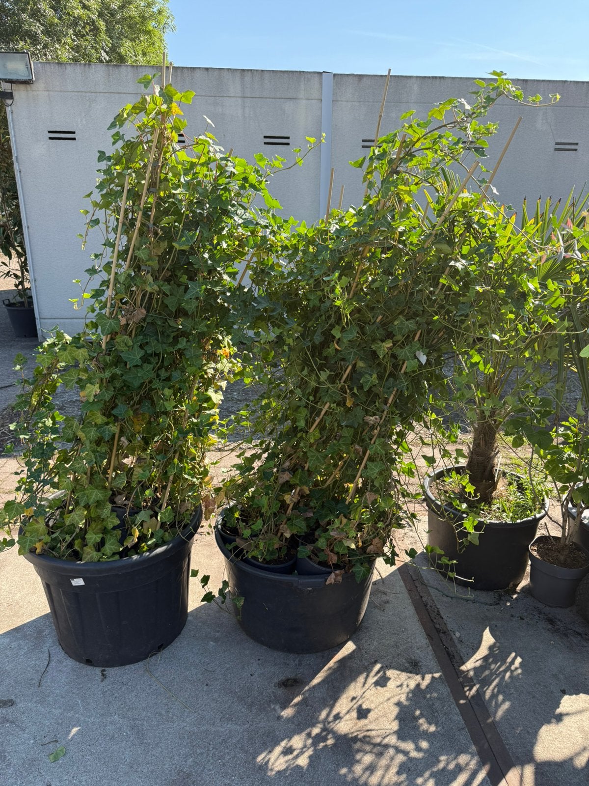 Hedera mooi vertakte  planten 150/175  van 6,95 voor 3,95, Tuin en Terras, Planten | Tuinplanten, Ophalen, Vaste plant, Bloeit niet
