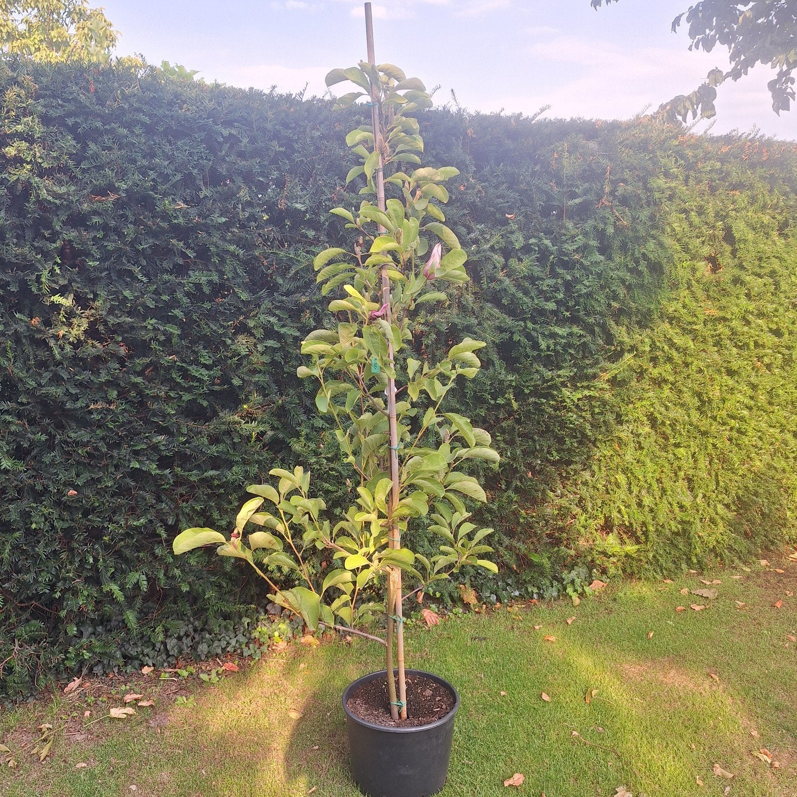 Magnolia in diverse soorten: struik en boom, Volle zon, Vaste plant, Lente, Ophalen