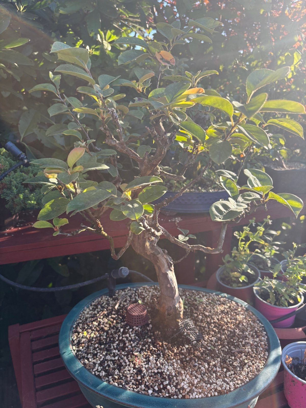 Pseudocydonia Sinensis Bonsai, Ophalen, Bloeit niet, Halfschaduw, Overige soorten