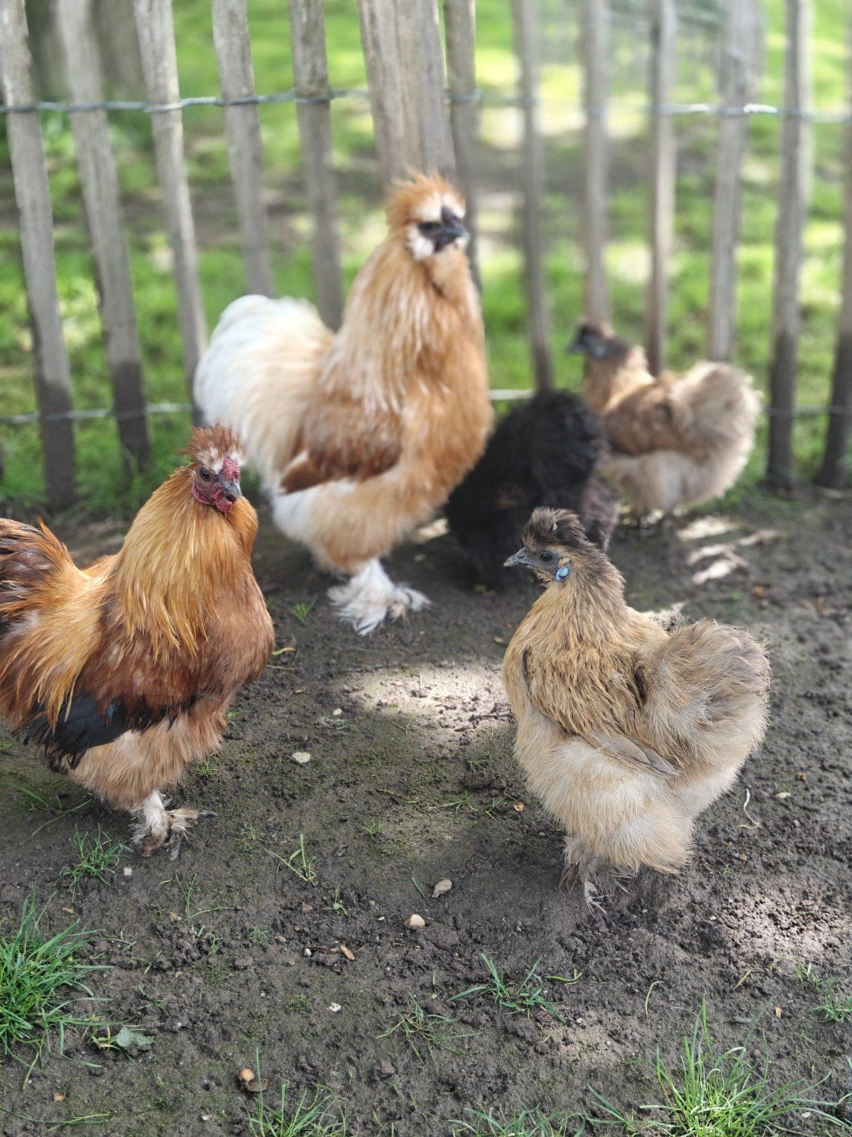 Zijdehoen Zijdehoenders kriel krielkippen, Dieren en Toebehoren, Meerdere dieren, Kip