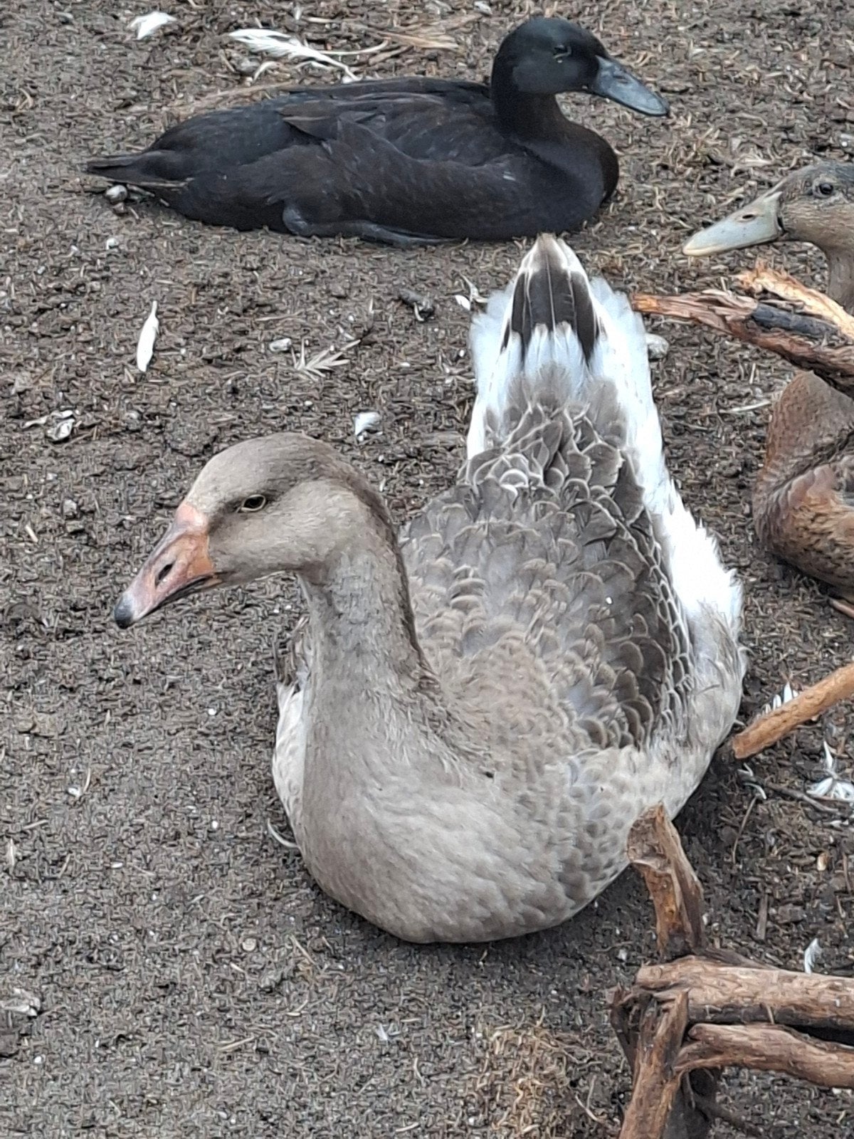 Gans, geboren 2026, Dieren en Toebehoren, Pluimvee, Vrouwelijk, Kip