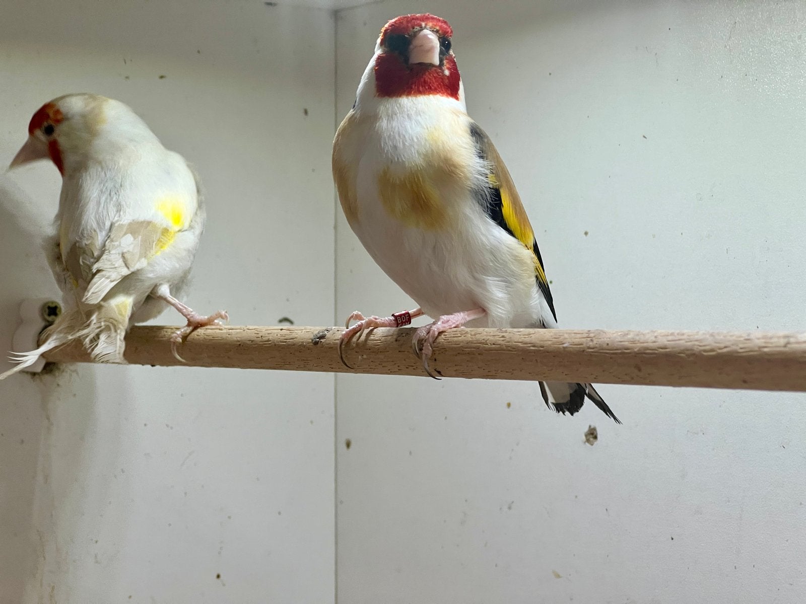 Te koop: Topkoppel satinet putters, Dieren en Toebehoren, Vogels | Overige Vogels, Meerdere dieren, Geringd
