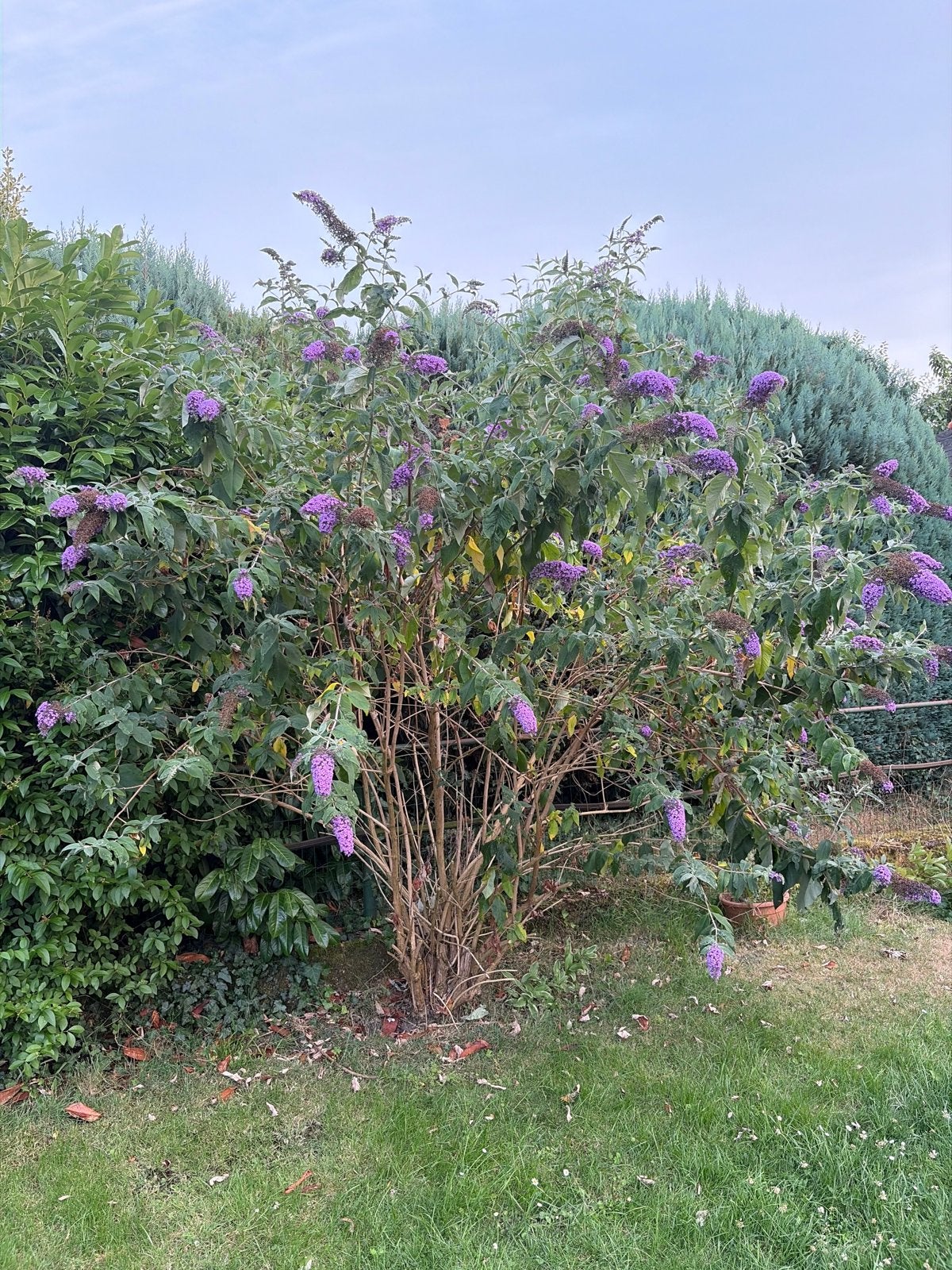 Prachtige Vlinderstruik (Buddleja davidii) - Paars, Tuin en Terras, Volle zon, Vaste plant, Zomer, Ophalen