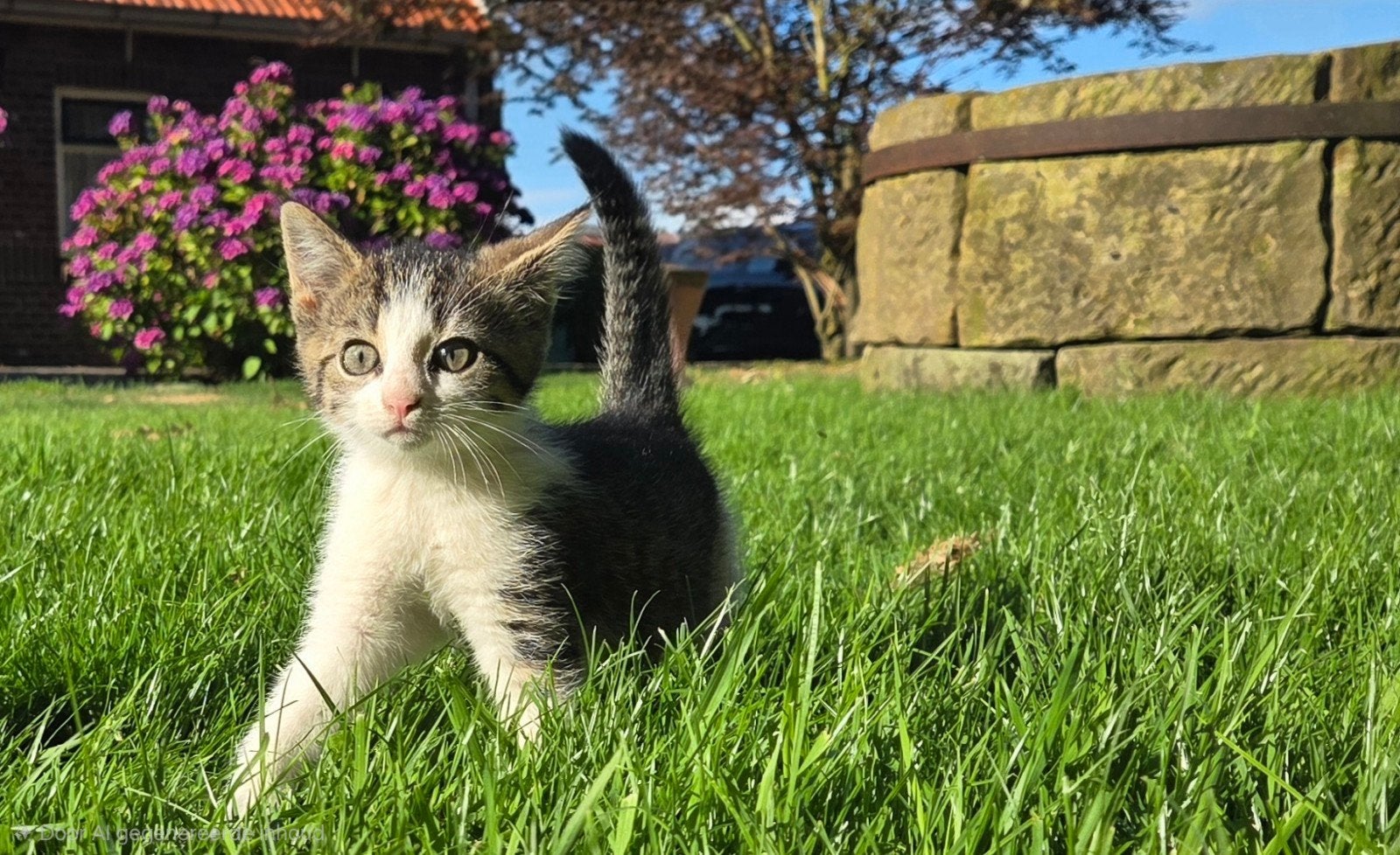 3 superleuke boerderijkittens (katers), Kater