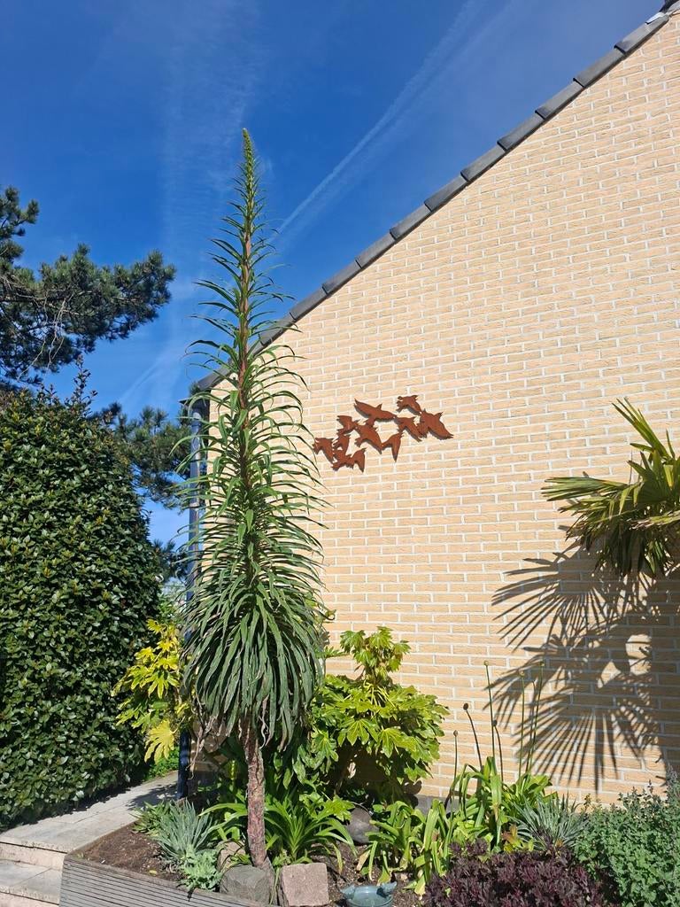 Echium pininana planten (Reuzen Slangenkruid), Ophalen