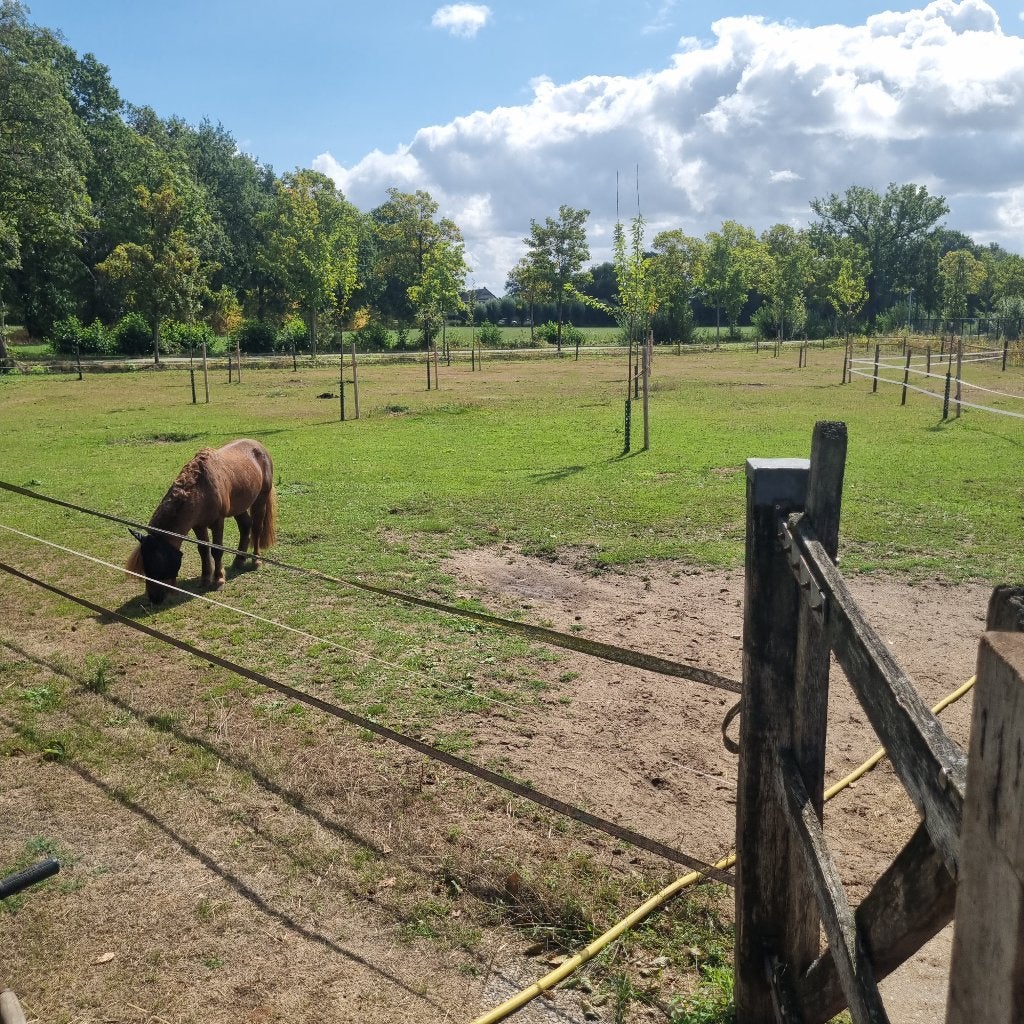 Weidemaatje en/of nieuw plekje, Hengst, Onbeleerd, A pony (tot 1.17m), 11 jaar of ouder