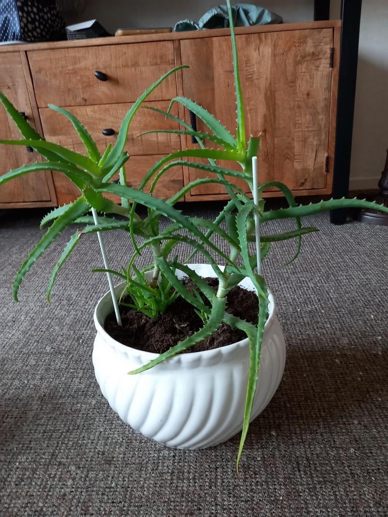 Aloë Arborescens in witte pot, Ophalen