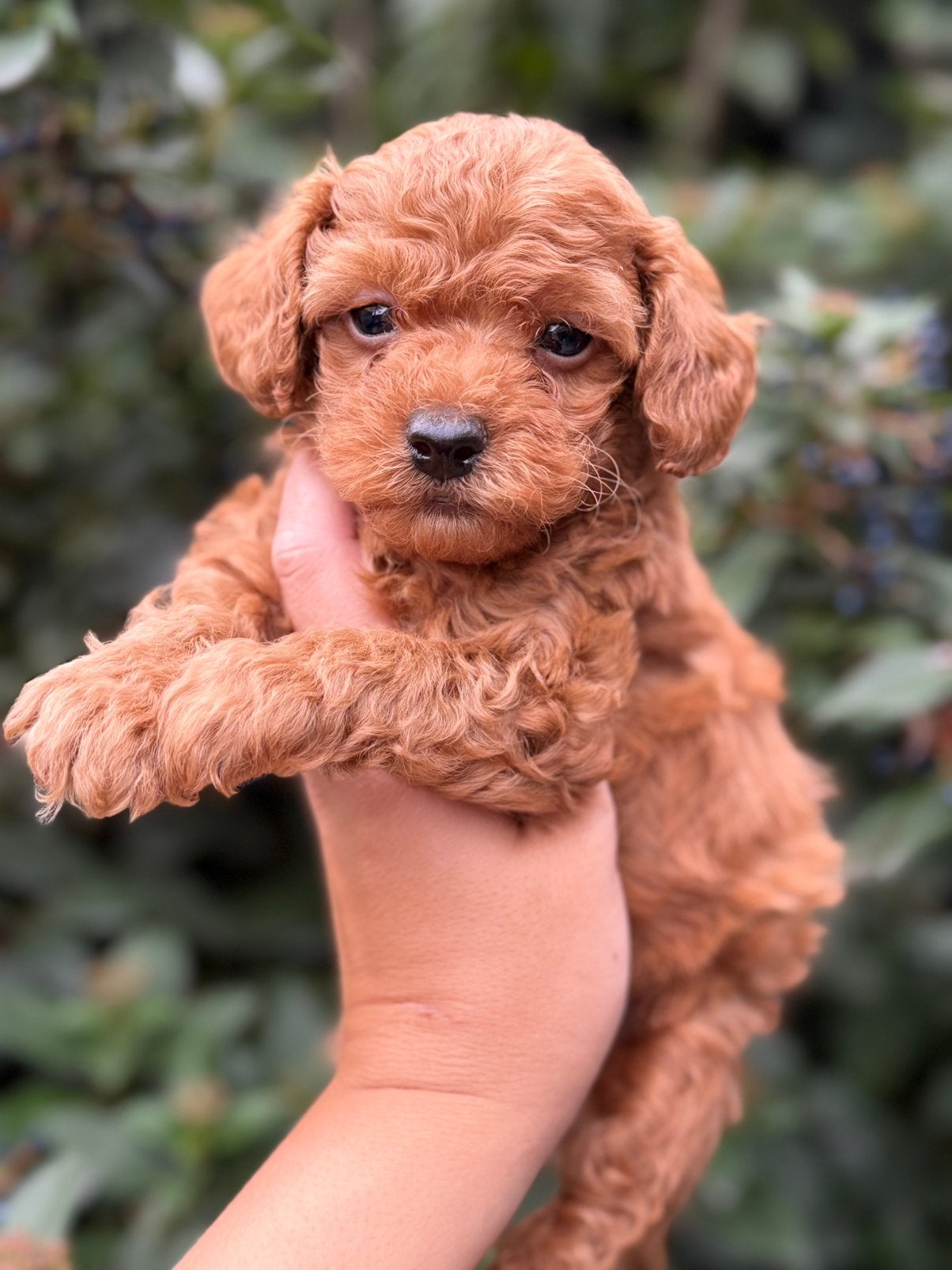 Mini labradoodle pups zoeken forever home, Overige rassen, CDV (hondenziekte), 8 tot 15 weken, Meerdere