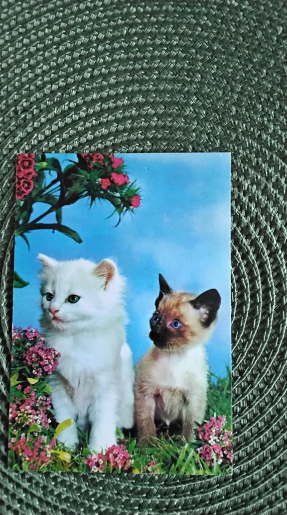 Ansichtkaart met twee schattige kittens - Ongelopen, Ophalen of Verzenden, 1980 tot heden, Ongelopen, Overig Europa