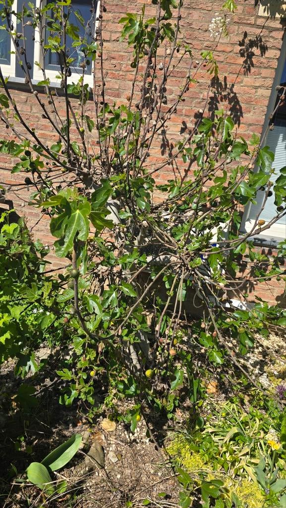 Gratis Vijgenboom, Tuin en Terras, Bloeit niet, Overige soorten, 100 tot 250 cm, Ophalen