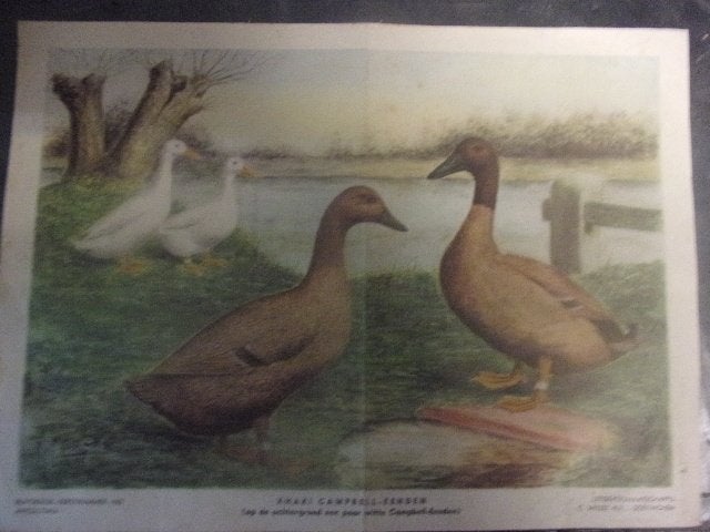 Khaki Campbell-Eenden C.S. Th. van Gink 1962, Origineel, 33 cm, 1950 - 1999, Ophalen of Verzenden