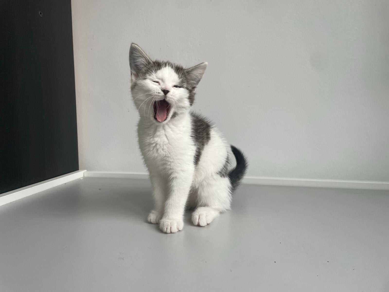 Kitten poesje mag verhuizen, Dieren en Toebehoren, Katten en Kittens | Overige Katten, Poes