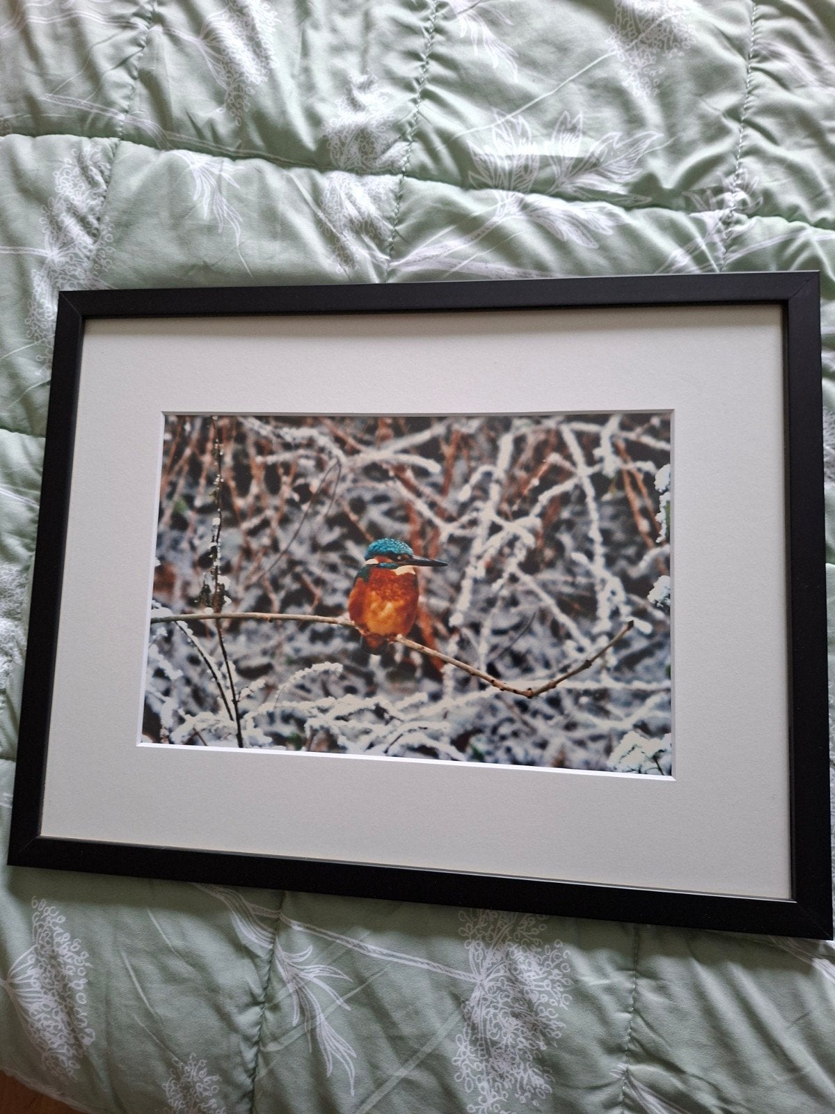 Ingelijste foto van ijsvogel, ca. 34x45 cm, Ophalen, Minder dan 50 cm, Gebruikt, Foto of Poster