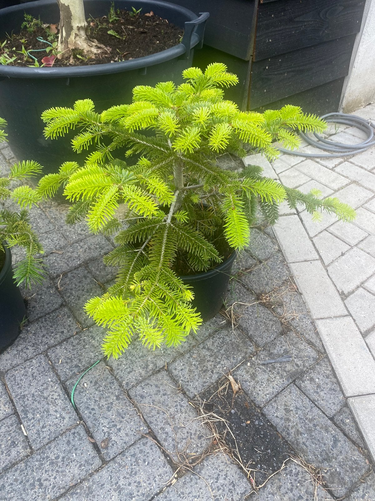 Nortman tuin boom groen blijvend €24,99 pst, Ophalen of Verzenden, Overige soorten, Volle zon