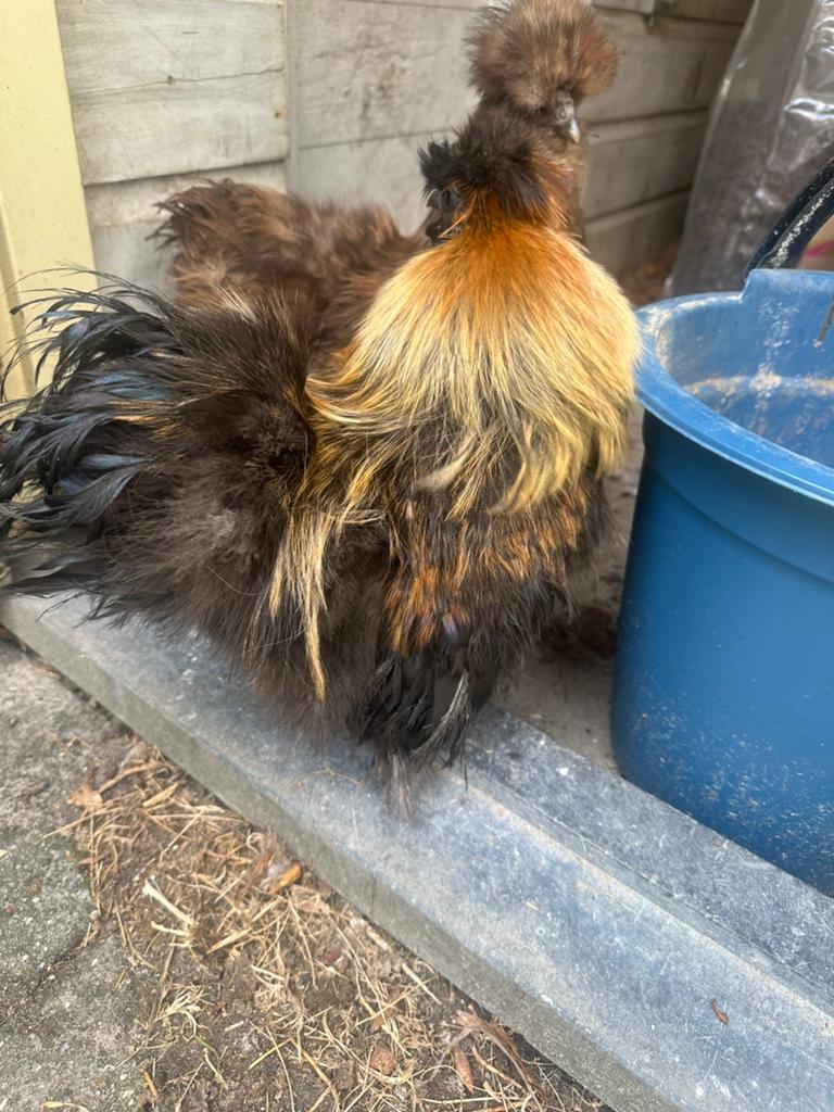 Zijdehoen haan gratis, Dieren en Toebehoren, Pluimvee, Mannelijk, Kip