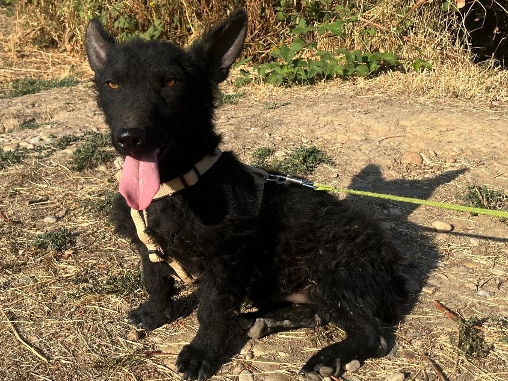 Damon een klein, lief en grappig hondje., Dieren en Toebehoren, Particulier, Reu, 1 tot 2 jaar, Buitenland