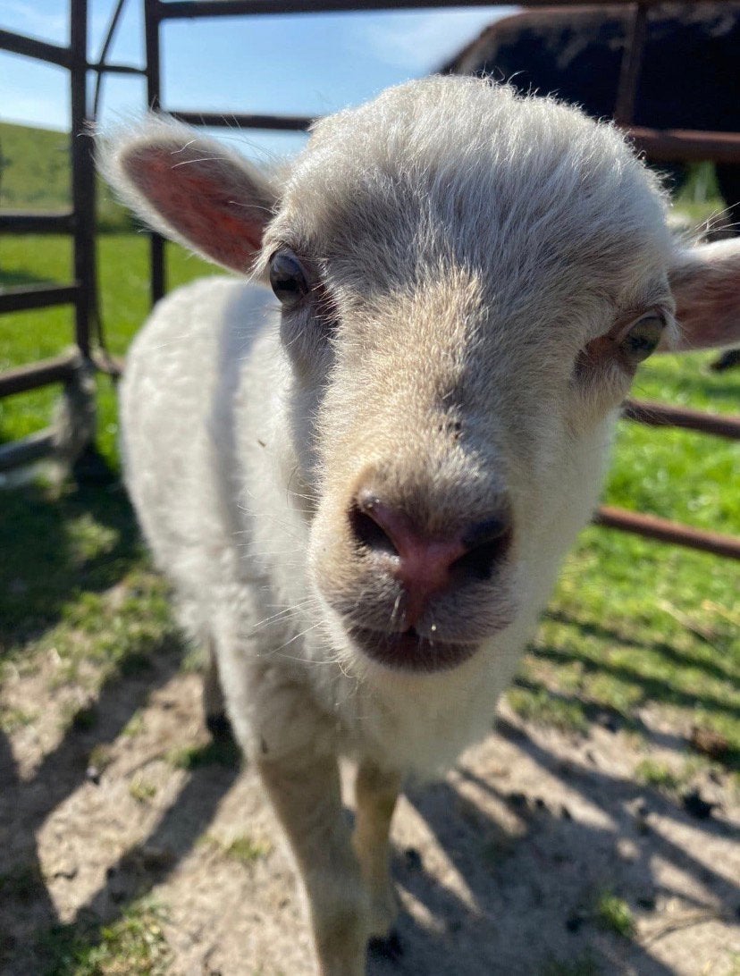 Oussant rammetje tekoop, Dieren en Toebehoren, Schapen, Geiten en Varkens, Mannelijk, Schaap