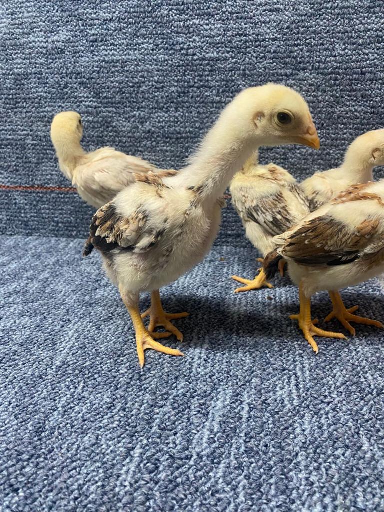 5 kuikens shamo, Dieren en Toebehoren, Pluimvee, Meerdere dieren, Kip
