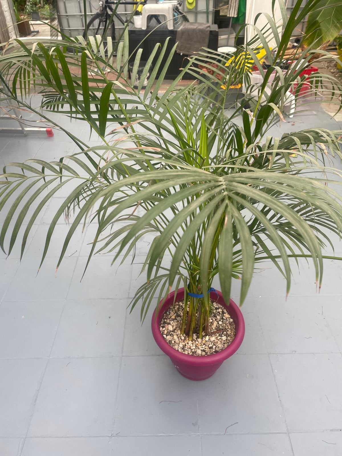 Chamaedorea Elegans - Mexicaanse Dwergpalm, Vaste plant, Bloeit niet, Halfschaduw, Ophalen