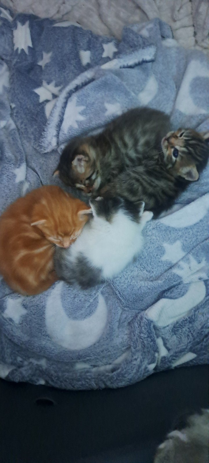 Kittens tekoop geboren 13 mei Mogen 29 juli weg