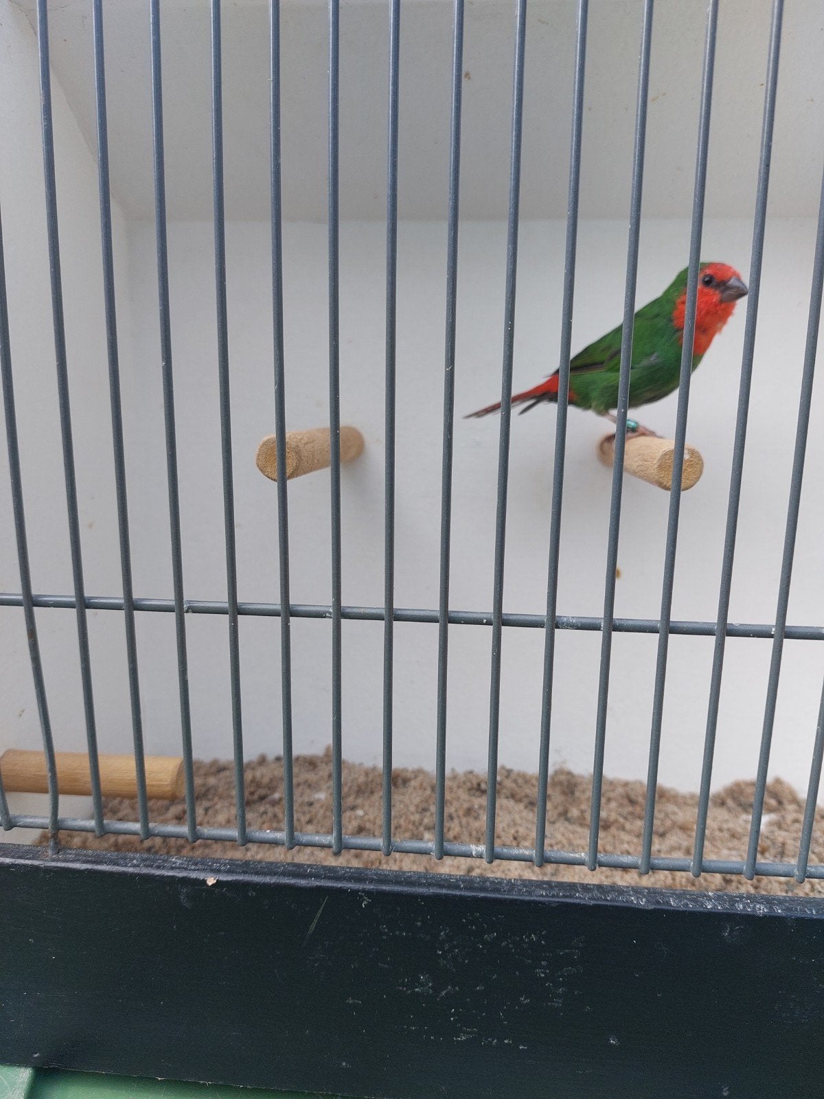 roodkop papagaaiamandïne, Dieren en Toebehoren, Vrouwelijk, Geringd