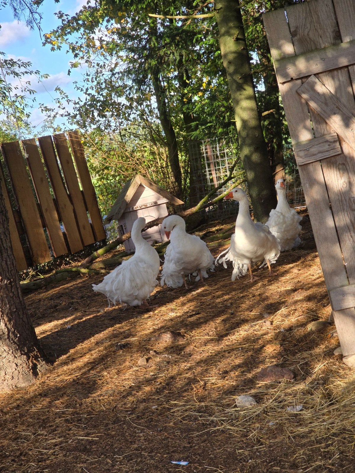 krulganzen te koop aangeboden, Dieren en Toebehoren, Mannelijk, Gans of Zwaan