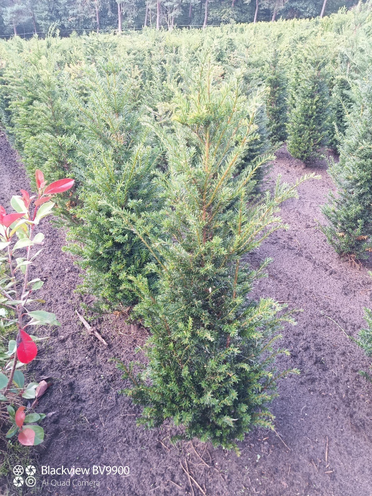 taxus baccata venijnboom 80-100cm en 100-120cm struiken, Ophalen of Verzenden, Taxus, Struik, 100 tot 250 cm