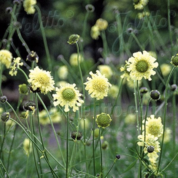 Cephalaria Gigantea reuzen duifkruid. Wolken creme bloemen, Tuin en Terras, Overige soorten, Vaste plant, Ophalen of Verzenden