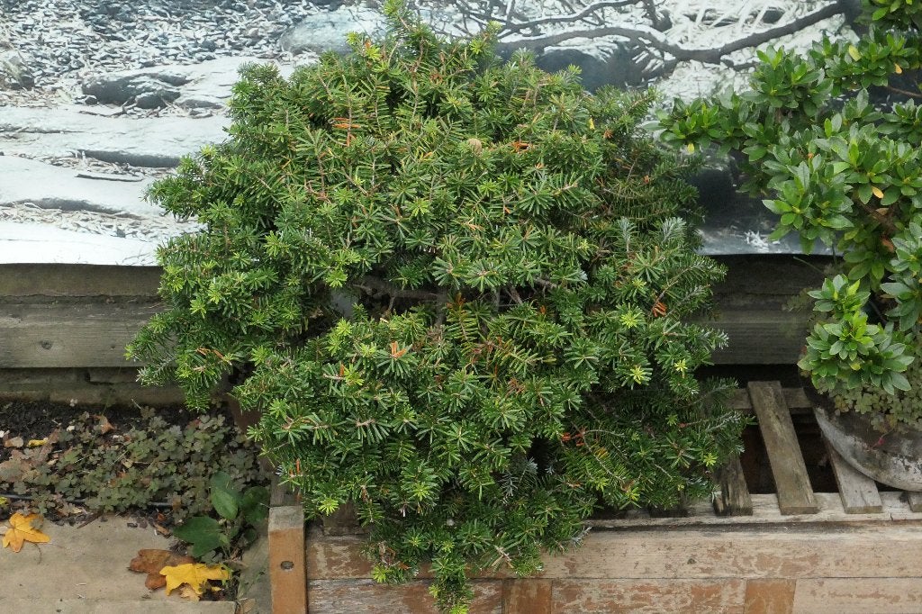Koreaanse zilverspar bonsai, Bloeit niet, Halfschaduw, Overige soorten, Minder dan 100 cm