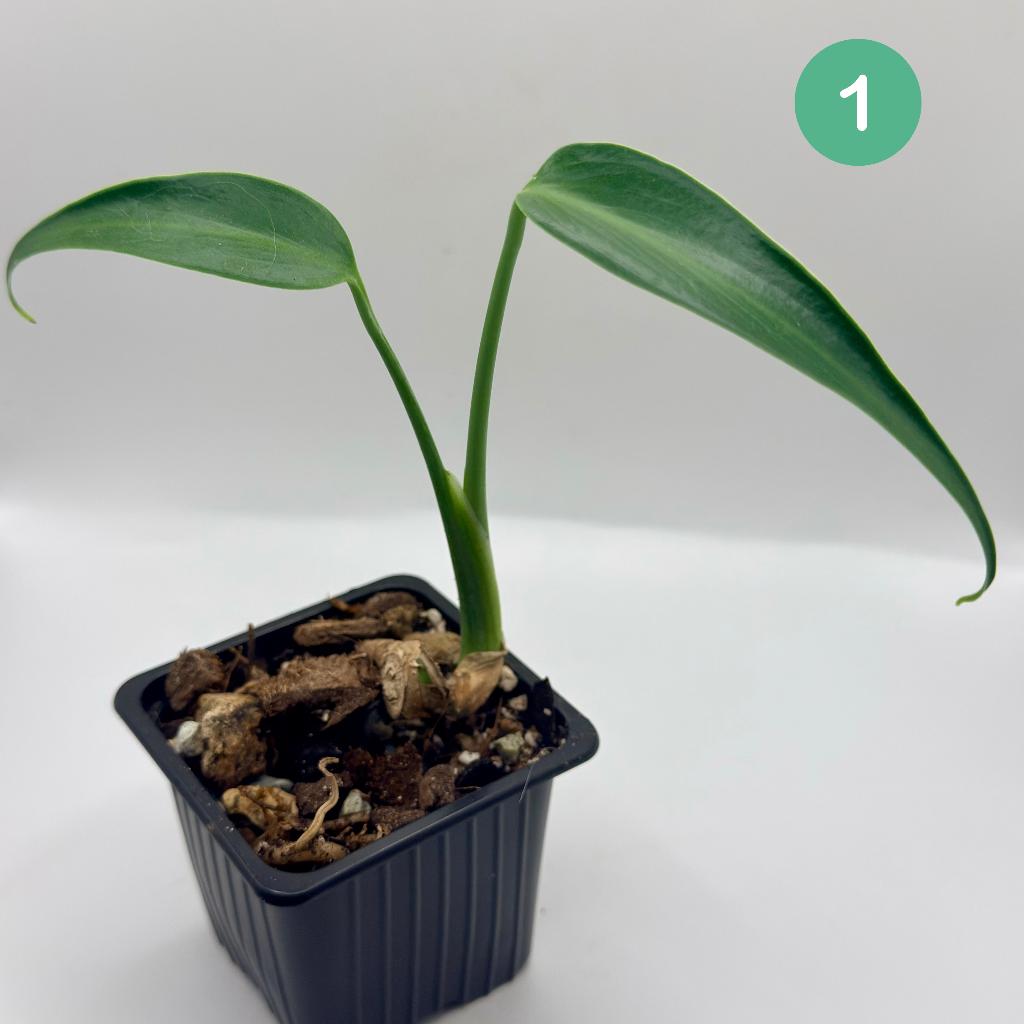 Monstera Burle Marx Flame, Verzenden, Halfschaduw, Minder dan 100 cm