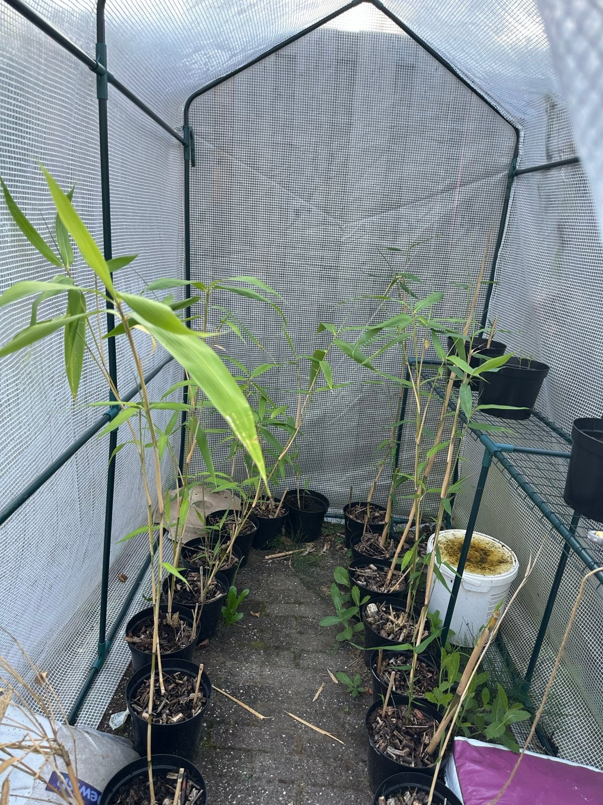 Bamboe planten in potten, Volle zon, Vaste plant, Bloeit niet, Ophalen