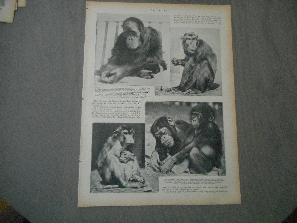 Artis. Apenhuis. 1913., Ophalen of Verzenden, Voor 1920, Nederland, Knipsel(s)