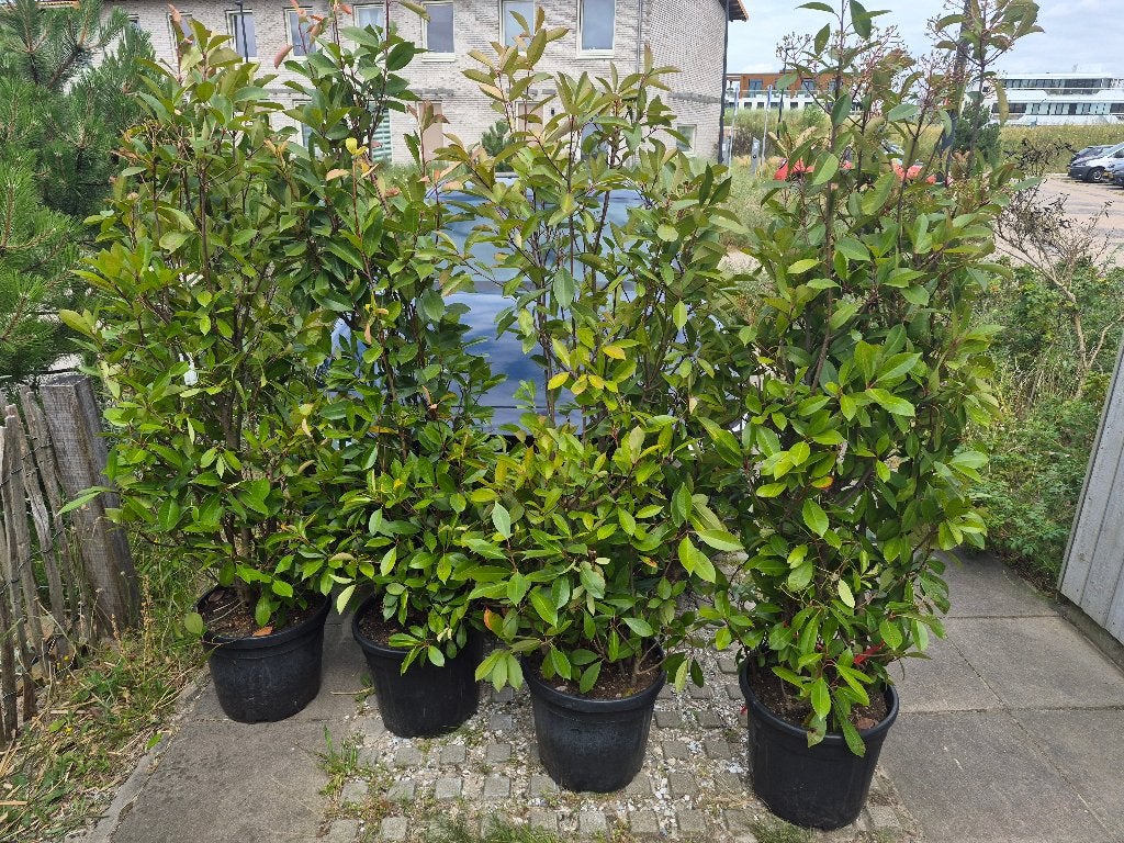 Glansmispelhaag in pot - Ideaal voor haag!, Tuin en Terras, Planten | Struiken en Hagen, Ophalen, Overige soorten, Haag, 100 tot 250 cm