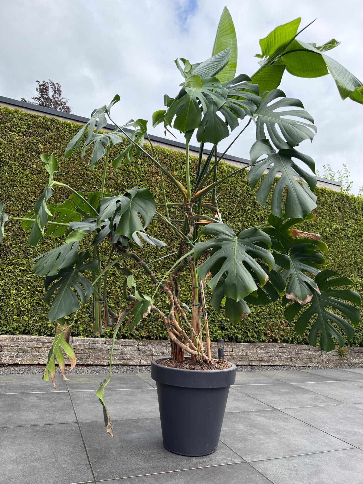 Grote Monstera Deliciosa & Strelitzia Nicolai -Kamerplant, Ophalen, 200 cm of meer, Overige soorten, Halfschaduw