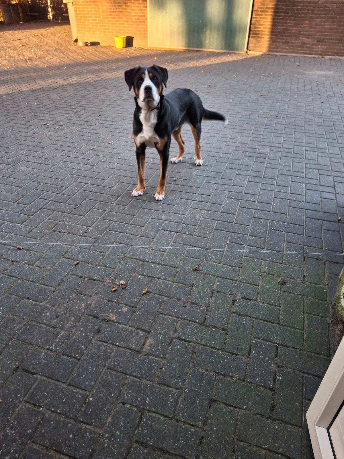 Grote Zwitsersen hond (ter dekking), Dieren en Toebehoren, 1 tot 2 jaar, Meerdere, Meerdere dieren, Nederland