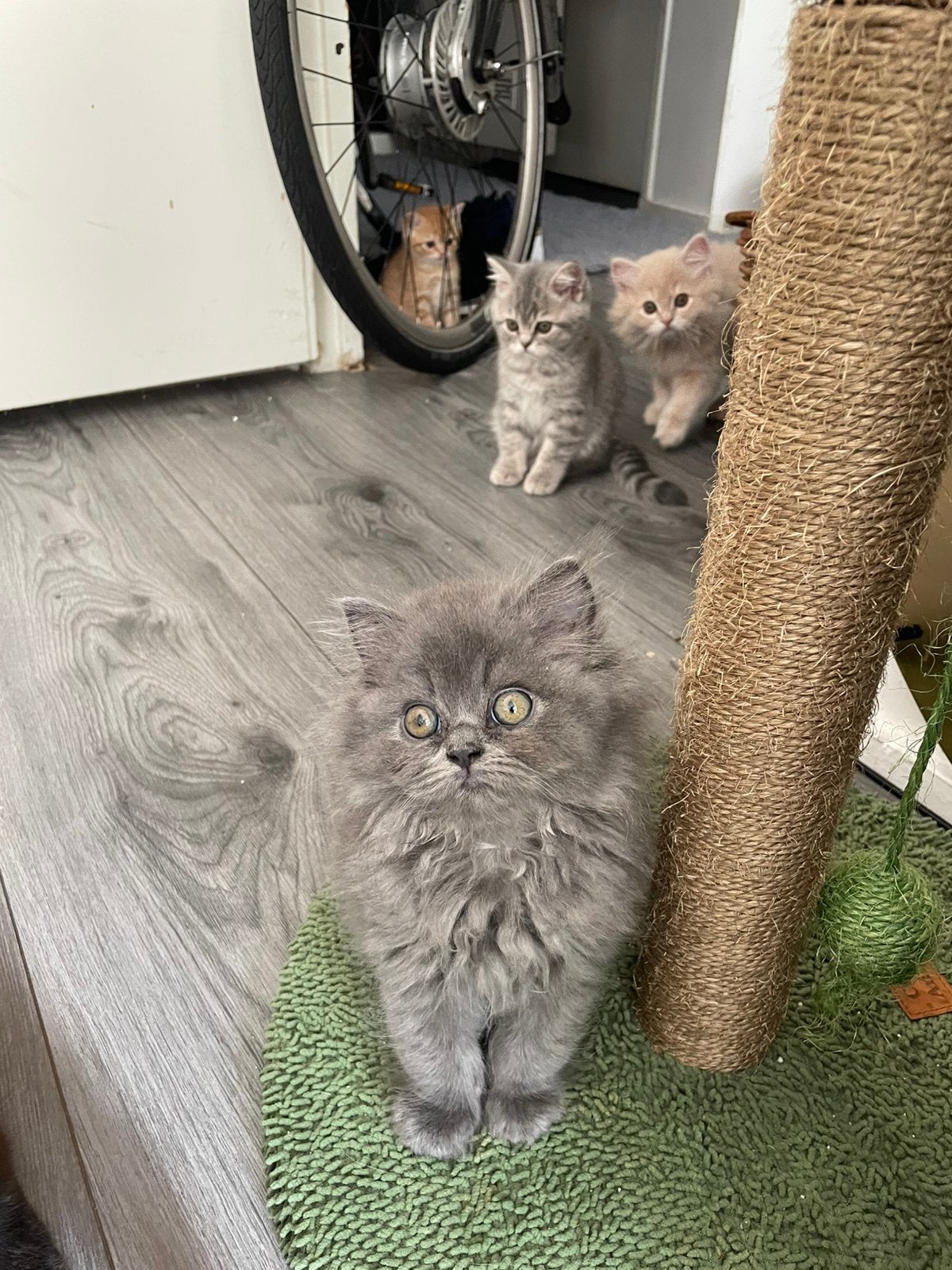 Schattige katjes, Britse lang en kort haar, Dieren en Toebehoren, Katten en Kittens | Raskatten | Langhaar, Meerdere dieren