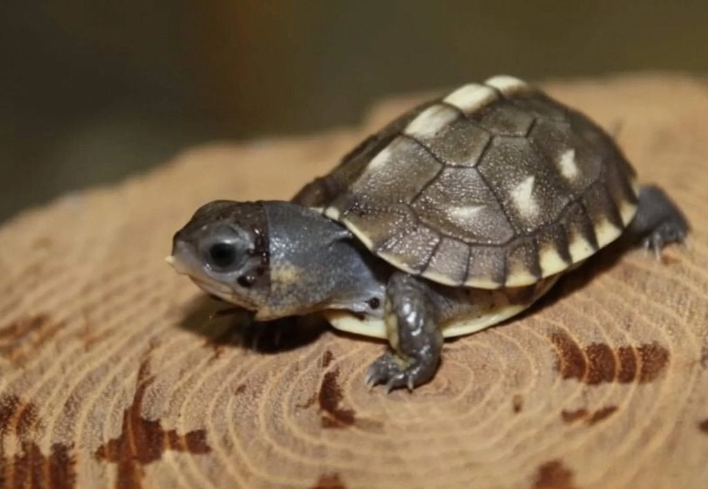 0.0.5 tortue boîte major, Schildpad, 0 tot 2 jaar