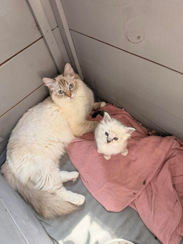 Ragdoll kitten - nog één poesje beschikbaar, Poes, Gechipt, 0 tot 2 jaar