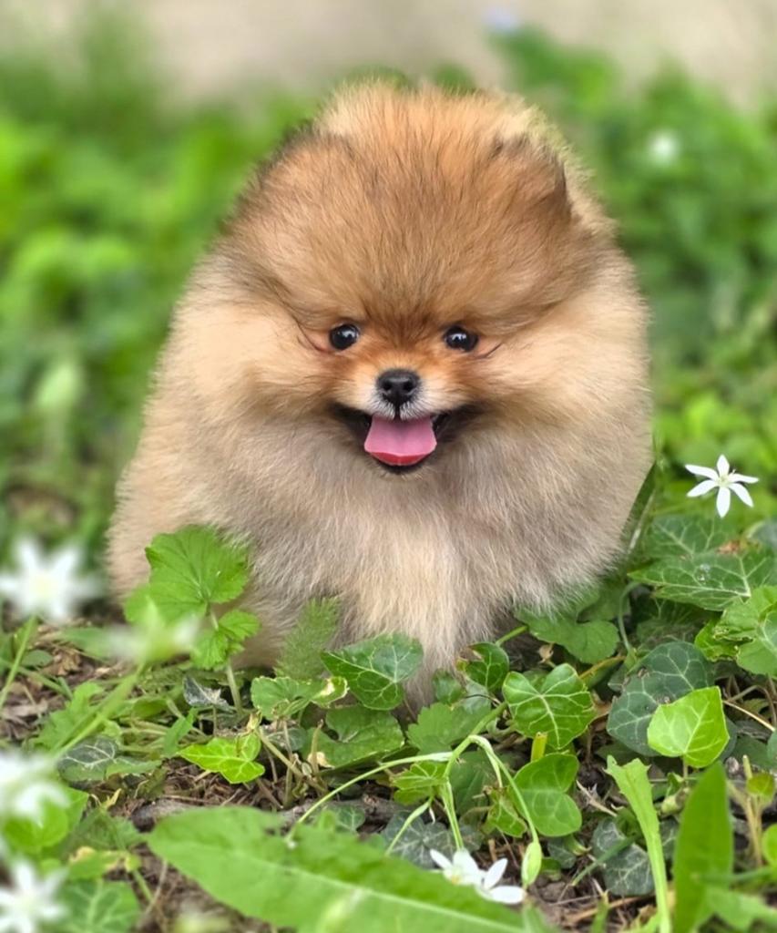 Pomeriaan pup (teefje), Dieren en Toebehoren, Particulier, 15 weken tot 1 jaar, Overige rassen, Buitenland
