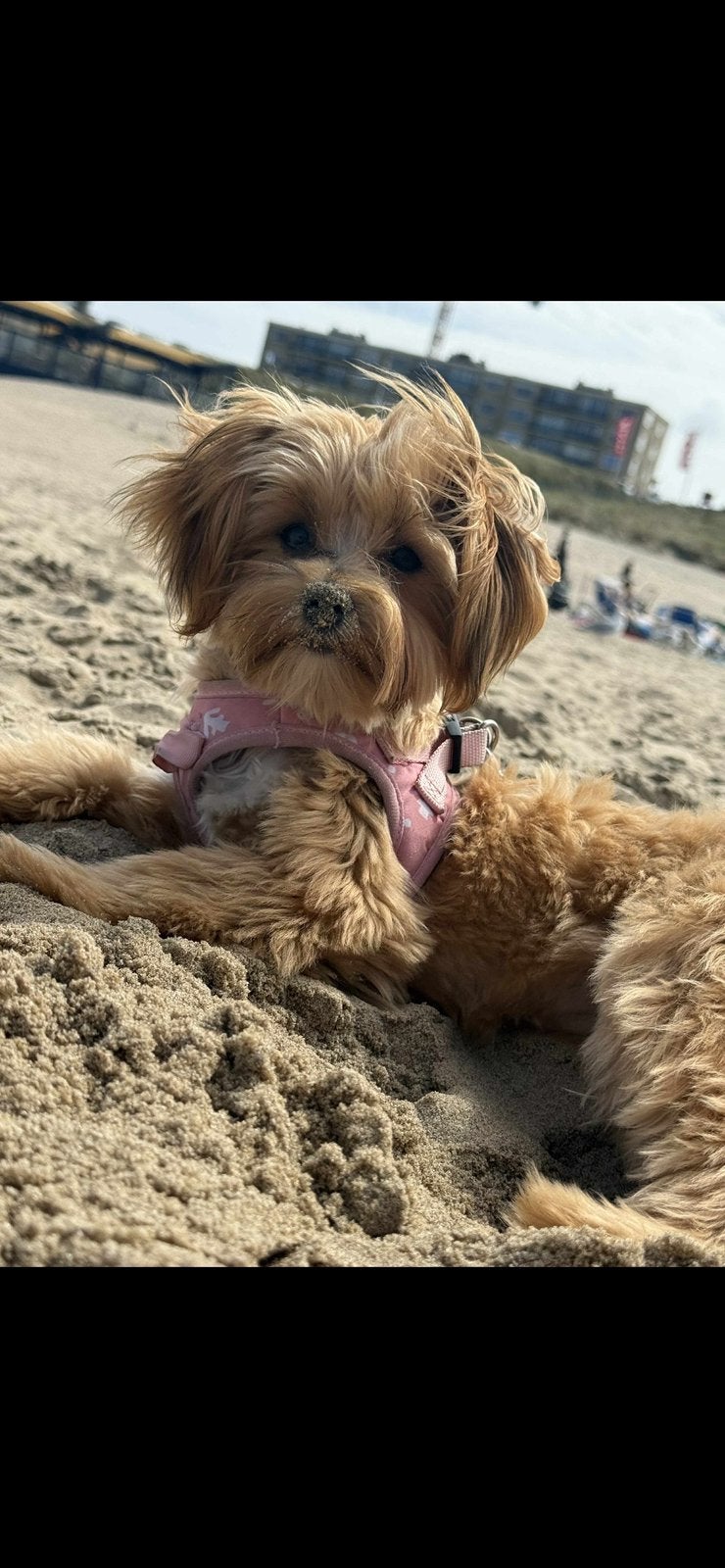 Morkie reu gezocht voor dekking, Particulier, 1 tot 2 jaar, Buitenland, Teef